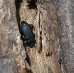 Centronopus opacus