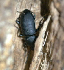 Centronopus opacus