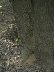 Centronopus opacus