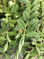 Veronica chathamica