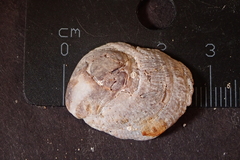 Bostrycapulus aculeatus