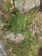 Veronica chathamica