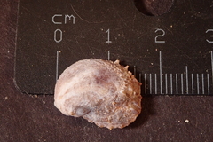 Bostrycapulus aculeatus