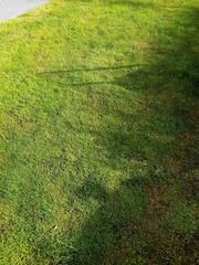 Trifolium micranthum