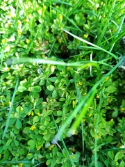 Trifolium micranthum