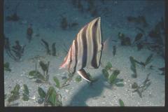 Chelmonops truncatus