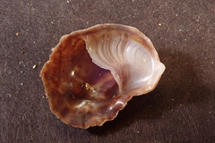 Bostrycapulus aculeatus