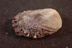 Bostrycapulus aculeatus