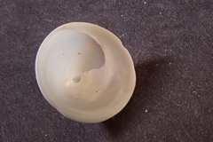 Calyptraea mamillaris