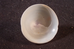 Calyptraea mamillaris