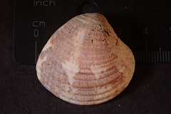 Chione subimbricata
