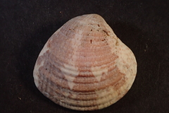 Chione subimbricata