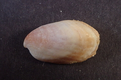 Crepidula striolata