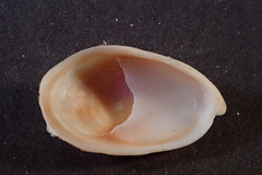Crepidula striolata