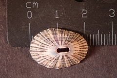 Fissurella nigrocincta