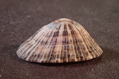 Fissurella nigrocincta