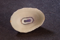 Fissurella nigrocincta