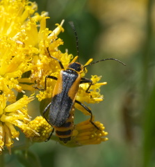Chauliognathus deceptus