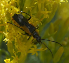 Chauliognathus deceptus
