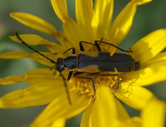 Chauliognathus deceptus