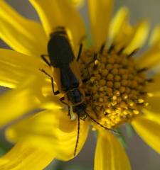 Chauliognathus deceptus