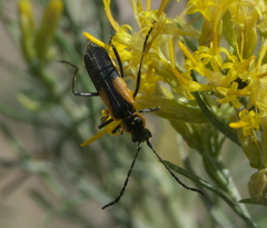Chauliognathus deceptus
