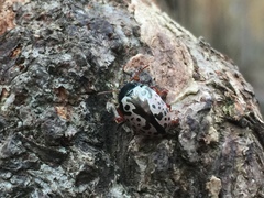 Calligrapha confluens