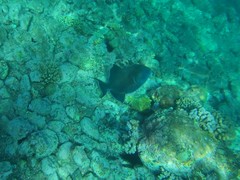 Pseudobalistes fuscus