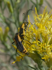 Chauliognathus deceptus