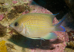 Mecaenichthys immaculatus