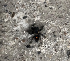 Phidippus audax