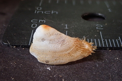 Pilosabia trigona