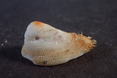 Pilosabia trigona