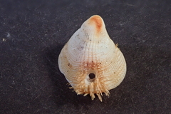 Pilosabia trigona