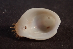 Pilosabia trigona