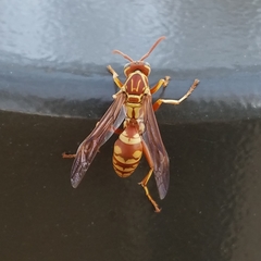 Polistes apachus apachus