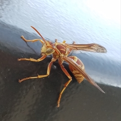 Polistes apachus apachus