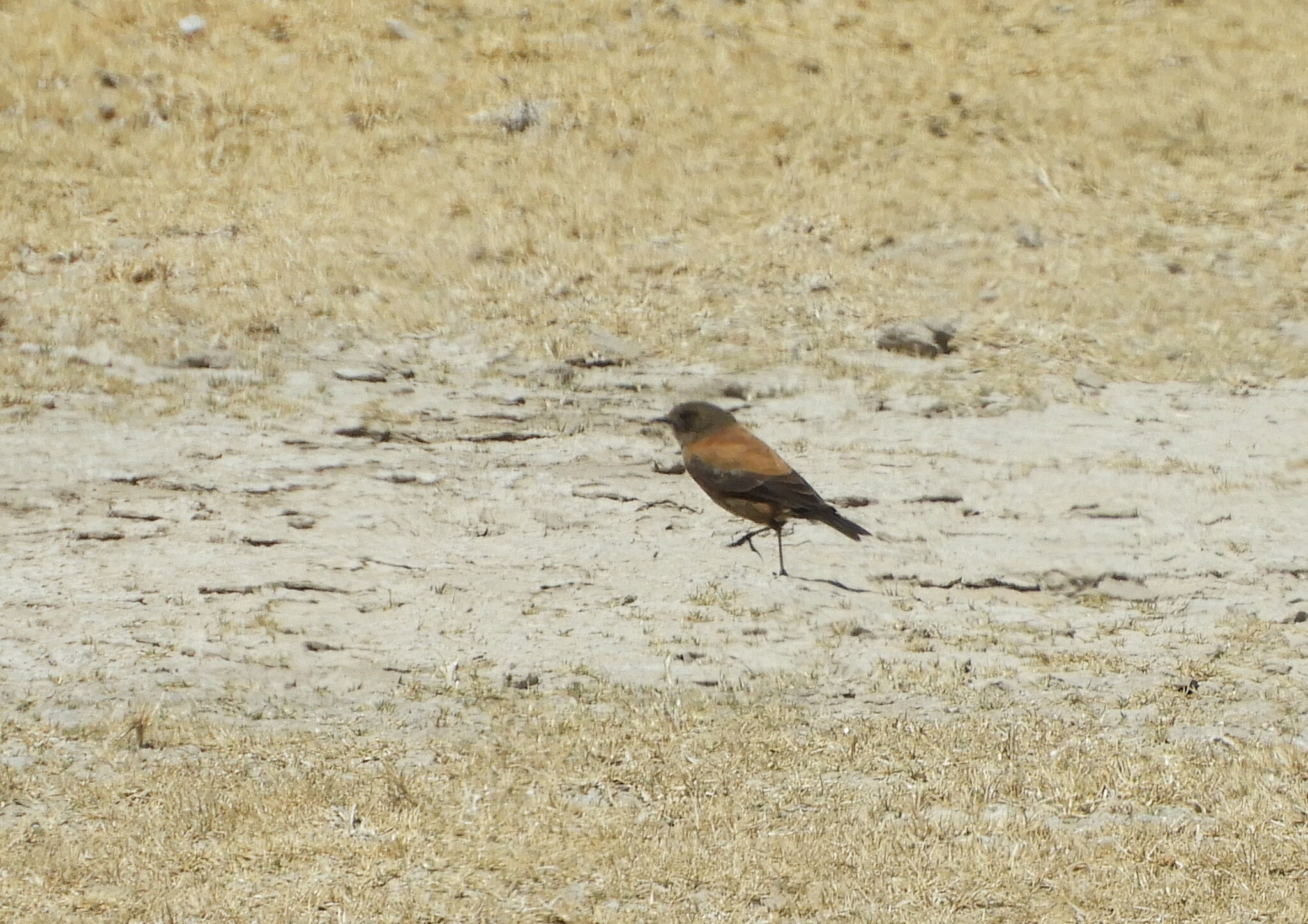 Andean Negrito (Lessonia oreas), photo 9
