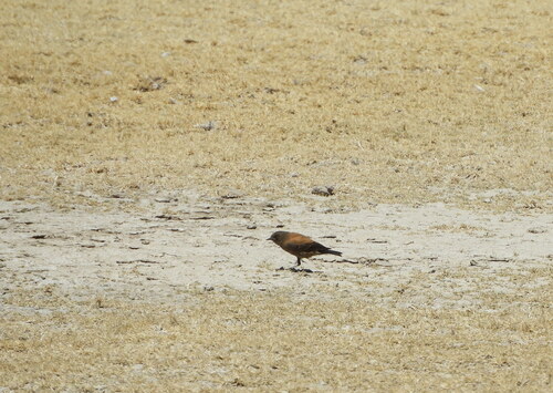 Andean Negrito (Lessonia oreas), photo 10