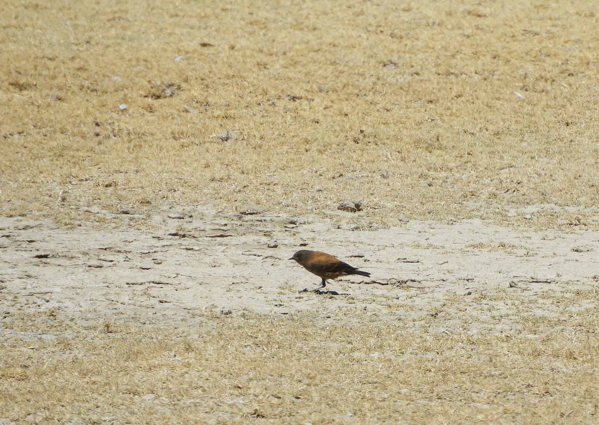 Andean Negrito (Lessonia oreas), photo 10