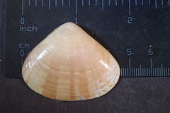 Tivela planulata