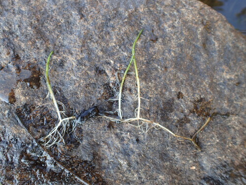 Slender watermilfoil (Myriophyllum tenellum)