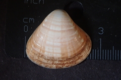 Tivela planulata