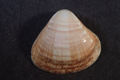 Tivela planulata