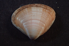 Tivela planulata