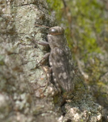 Chrysobothris femorata