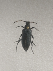 Stictoleptura canadensis cribripennis