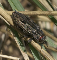 Chrysobothris quadrilineata
