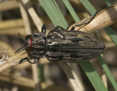 Chrysobothris quadrilineata