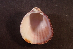 Trachycardium procerum